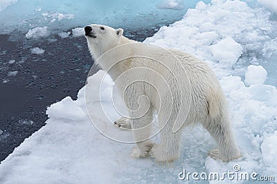 Wild polar bear on pack ice in Arctic sea from top Stock Photo