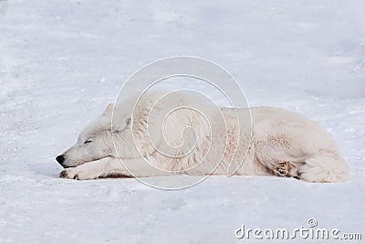 Wild polar wolf is sleeping on white snow. Arctic wolf or white wolf. Animals in wildlife. Stock Photo