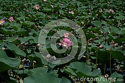 Wild pond with lotuses in the middle of residential buildings, in the suburbs of Almaty Stock Photo