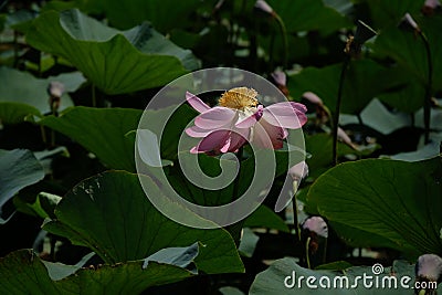 Wild pond with lotuses in the middle of residential buildings, in the suburbs of Almaty Stock Photo