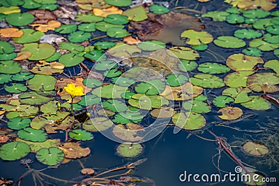 Wild pond surface overgrown with fringed water lily Nymphoides peltata natural background Stock Photo