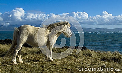 Wild Pony Stock Photo