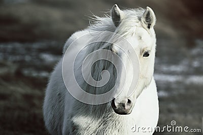 Wild Pony Stock Photo