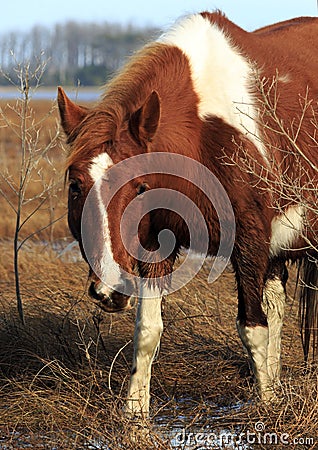 Wild Pony Stares Stock Photo