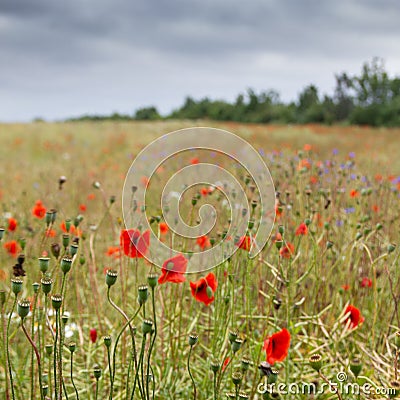 Wild poppie field near the Baltic sea Stock Photo