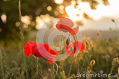 Wild poppies in sunset Stock Photo