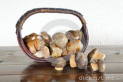 Wild porcini mushrooms Stock Photo