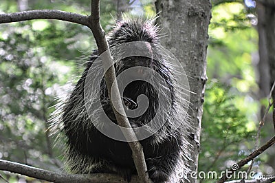 Wild porcupine Stock Photo