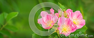 Wild praire rose panoramic Stock Photo