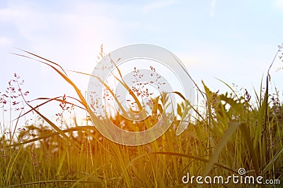 Wild prairie grass growing in the park. Wild prairie grass in sunlight. Green rass background. Green grass texture. Stock Photo