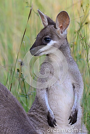 A wild pretty faced wallaby joey in the Gold Coast Hinterland mountains Stock Photo