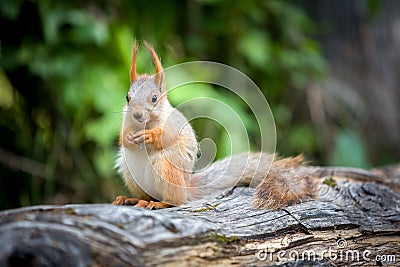 Wild pretty squirrel sitting on log Stock Photo