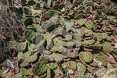 Wild Prickly Pear Cactus, Opuntia in spring. Crimea Stock Photo