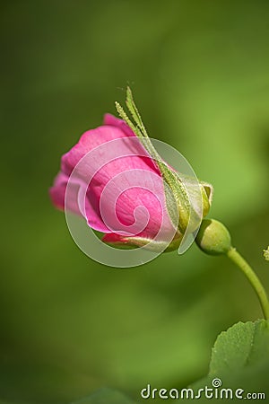 Wild Prickly Rose with a Bokeh Stock Photo