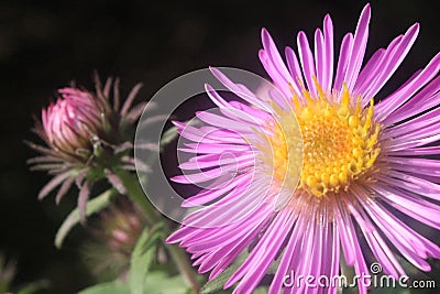 Purple People Eater Stock Photo