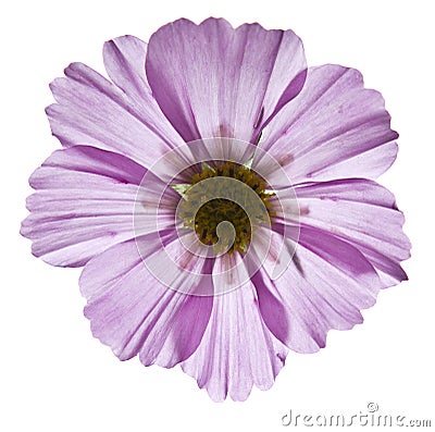 Wild Purple Flower Stock Photo