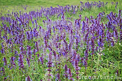 Wild purple flowers Stock Photo