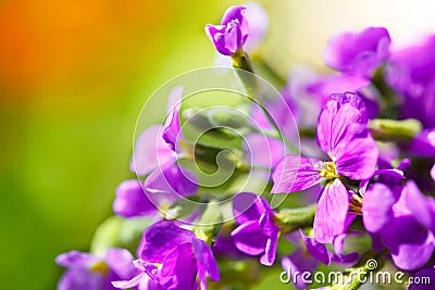 Wild purple flowers Stock Photo