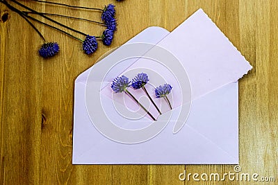 Wild purple flowers with pink envelop on wooden background. Flat lay. Top view. Stock Photo