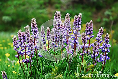 Wild Purple Lupine Stock Photo