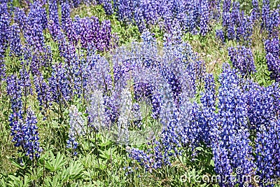 Wild Purple and Pale Blue Lupines In Colorado Stock Photo
