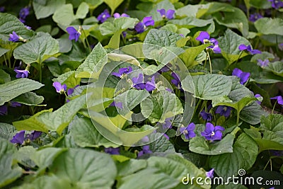 Wild Purple Violets Growing in Forest Stock Photo