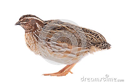 Wild quail Stock Photo