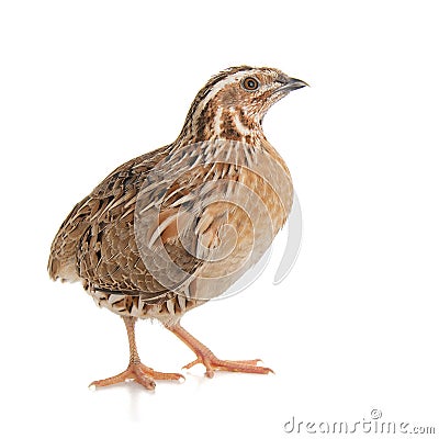 Wild quail, Coturnix coturnix, isolated on a white background Stock Photo