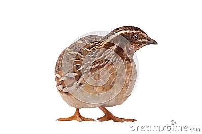 Wild quail Coturnix coturnix isolated on a white Stock Photo