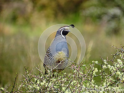 A wild quail in its natural environment Stock Photo