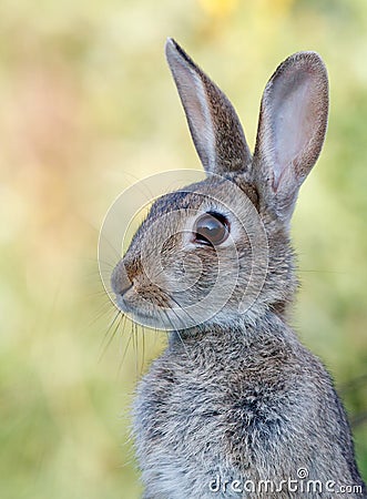 Wild rabbit Stock Photo