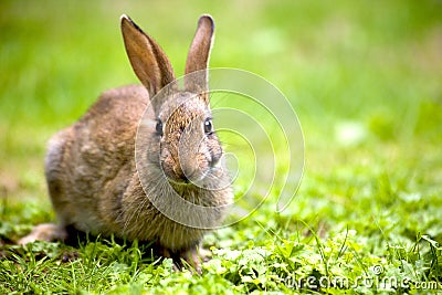 Wild rabbit Stock Photo