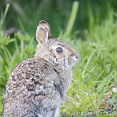 Wild Rabbit Stock Photo