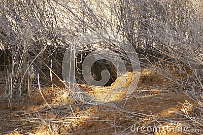 wild rabbit on a drought stricken farm Stock Photo