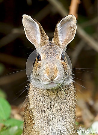 Wild Rabbit Easter Bunny Stock Photo