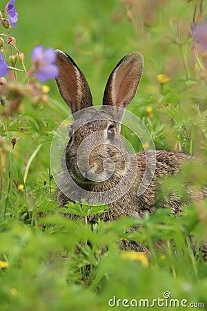 Wild Rabbit Oryctolagus cuniculus sitting in a field. Stock Photo