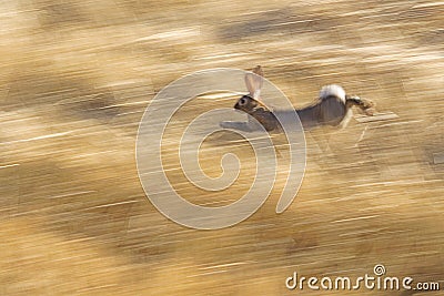 Wild rabbit running Stock Photo