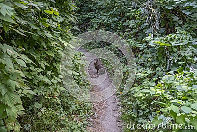 A wild rabbit sits sideways in the middle of a hiking trail Stock Photo