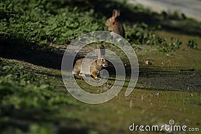 Wild rabbits in countryside Stock Photo