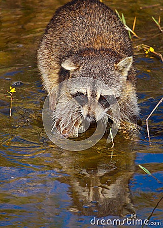Wild Raccoon Stock Photo