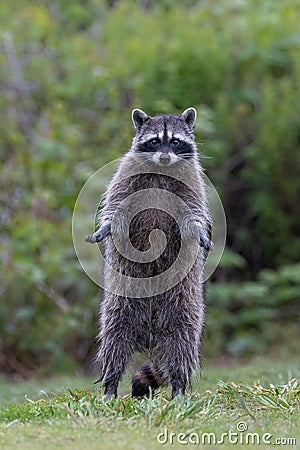 Wild Raccoon animal Stock Photo