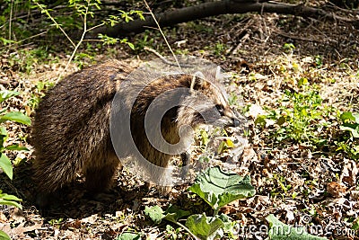 A wild raccoon inside the forest of Mount-Royal Stock Photo