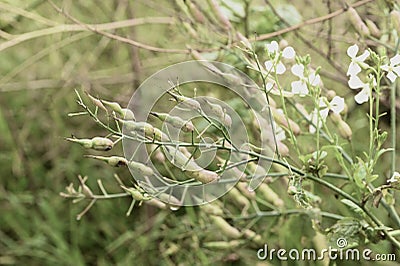 Wild radish Raphanus raphanistrum 6 Stock Photo