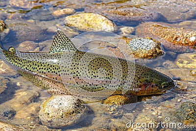 Wild rainbow trout in Idaho Stock Photo