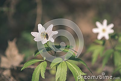 wild random flowers blooming in nature - vintage retro film look Stock Photo