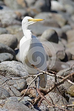 Eastern Great Egret portrait Stock Photo