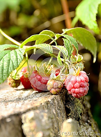 Wild raspberry bush Stock Photo