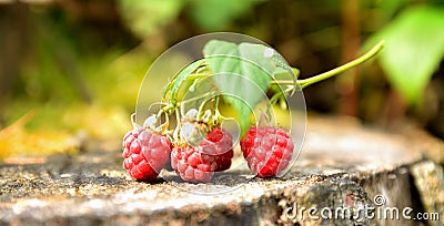 Wild raspberry bush Stock Photo