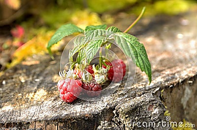 Wild raspberry bush Stock Photo