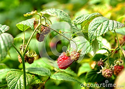 Wild raspberry bush Stock Photo